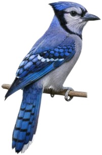 a blue jay perched on a branch.jpg
